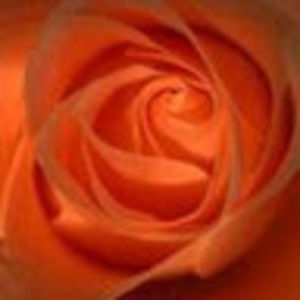 Meet your Posher, Lysy